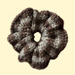 TOFFEE SCRUNCHIE
